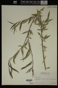 Salix alba image