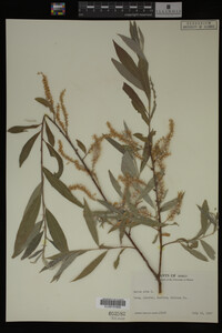Salix alba image