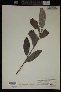 Salix alba image