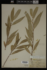 Image Associated With the Occurrence