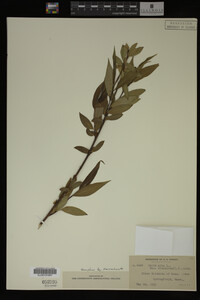 Salix alba image