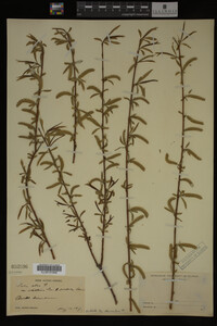 Salix alba image