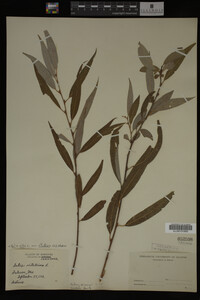 Salix alba image