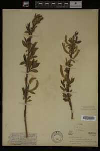 Salix alba image