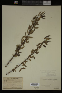 Salix alba image
