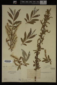 Salix alba image