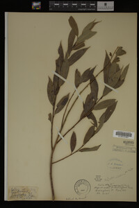 Salix alba image