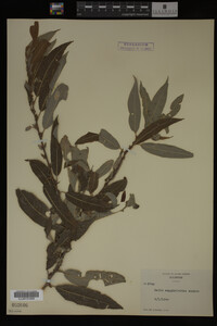 Salix amygdaloides image