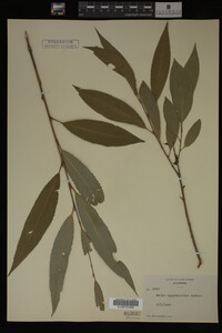 Salix amygdaloides image