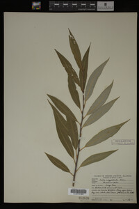 Salix amygdaloides image