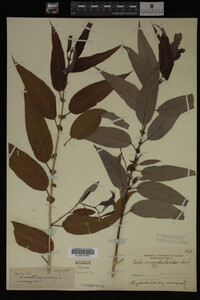 Salix amygdaloides image