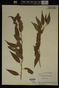 Salix amygdaloides image
