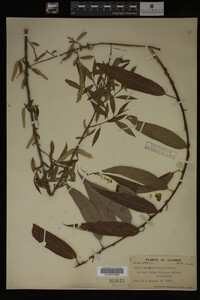 Image Associated With the Occurrence