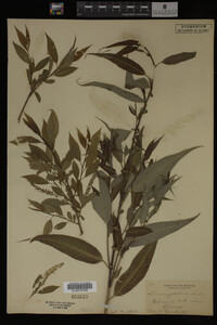 Salix amygdaloides image