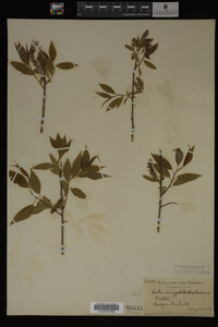 Salix amygdaloides image