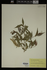 Salix amygdaloides image