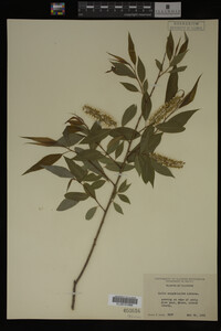 Salix amygdaloides image