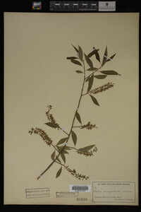 Salix amygdaloides image