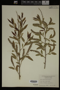 Salix amygdaloides image
