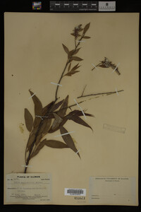 Salix amygdaloides image