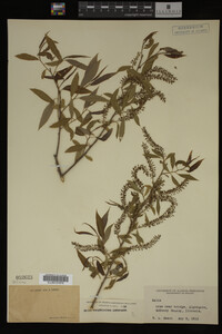 Salix amygdaloides image