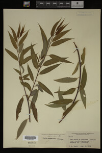 Salix amygdaloides image