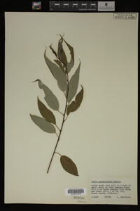 Salix amygdaloides image