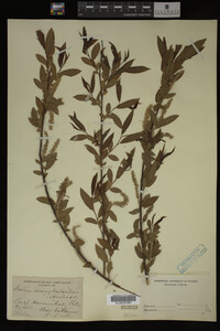 Salix amygdaloides image