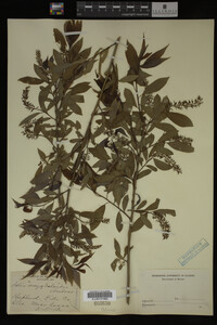 Salix amygdaloides image