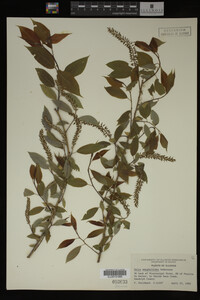 Image Associated With the Occurrence