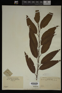 Image Associated With the Occurrence