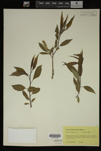 Salix amygdaloides image