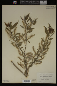 Salix amygdaloides image
