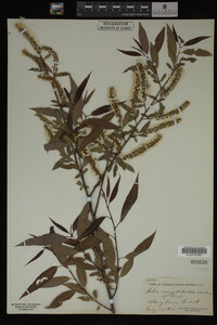 Salix amygdaloides image