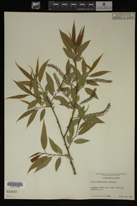 Salix amygdaloides image