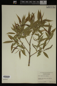 Salix amygdaloides image