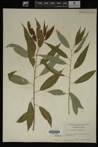 Salix amygdaloides image