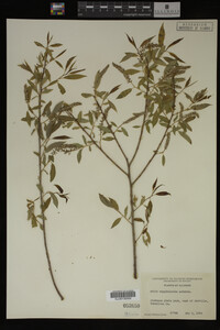Salix amygdaloides image
