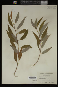 Salix amygdaloides image