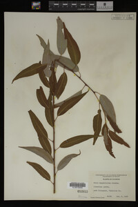 Salix amygdaloides image