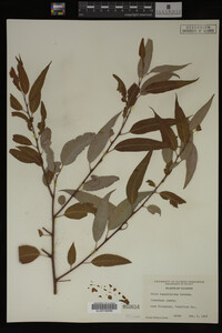 Salix amygdaloides image