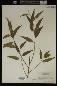 Salix amygdaloides image