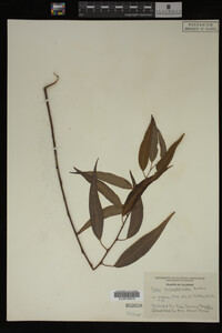 Salix amygdaloides image