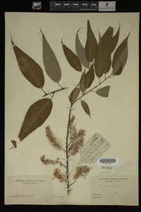 Image Associated With the Occurrence