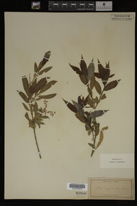 Salix amygdaloides image