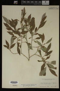 Image Associated With the Occurrence
