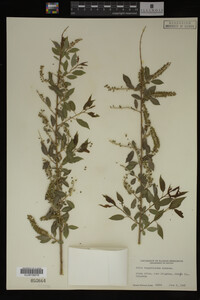 Salix amygdaloides image