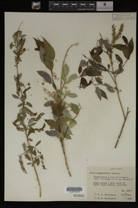 Salix amygdaloides image