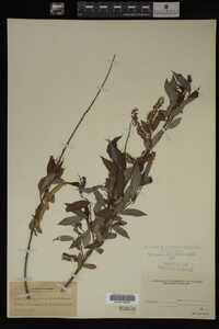 Salix amygdaloides image