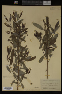 Salix amygdaloides image